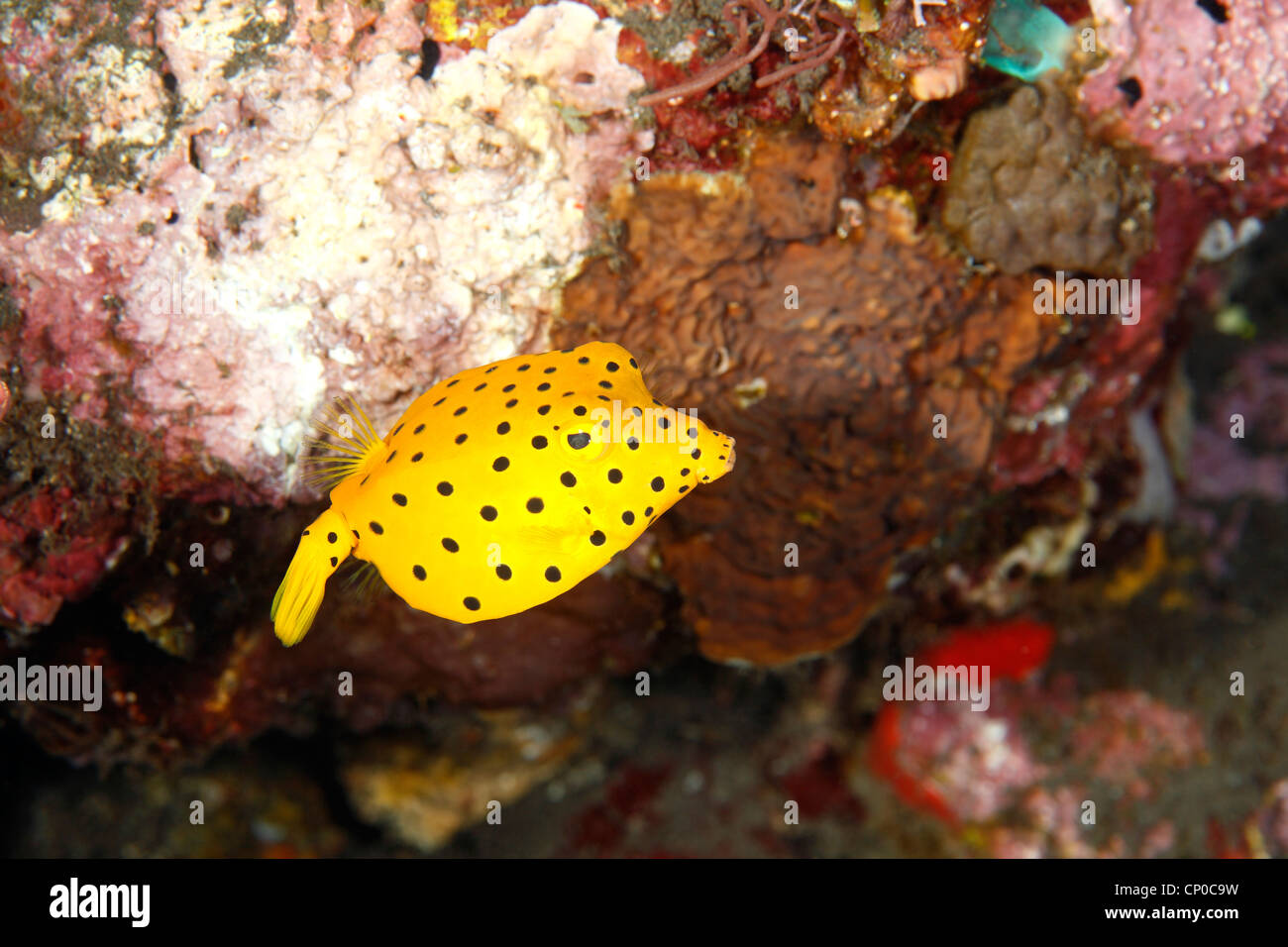 I capretti Boxfish giallo, Ostracion cubicus. Questi pesci giovani mantenere il colore giallo brillante fino a raggiungere i 3 pollici Foto Stock