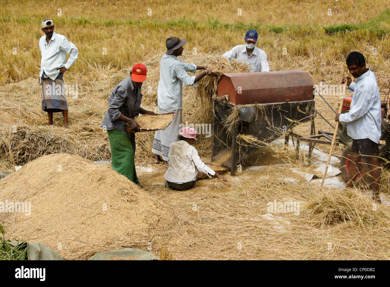 Gli agricoltori la trebbiatura del riso, Sri Lanka Foto Stock