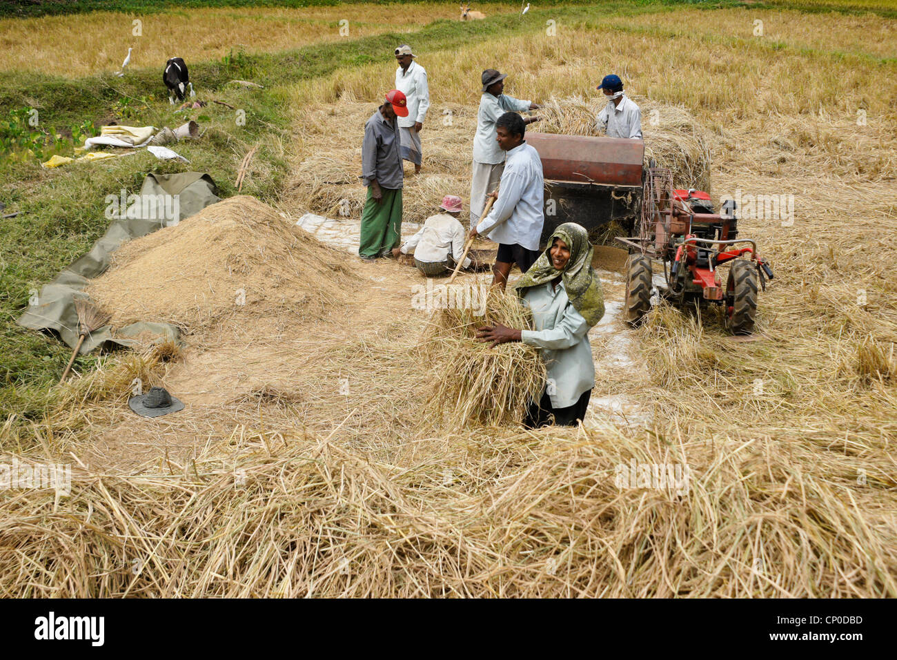 Gli agricoltori la trebbiatura del riso, Sri Lanka Foto Stock