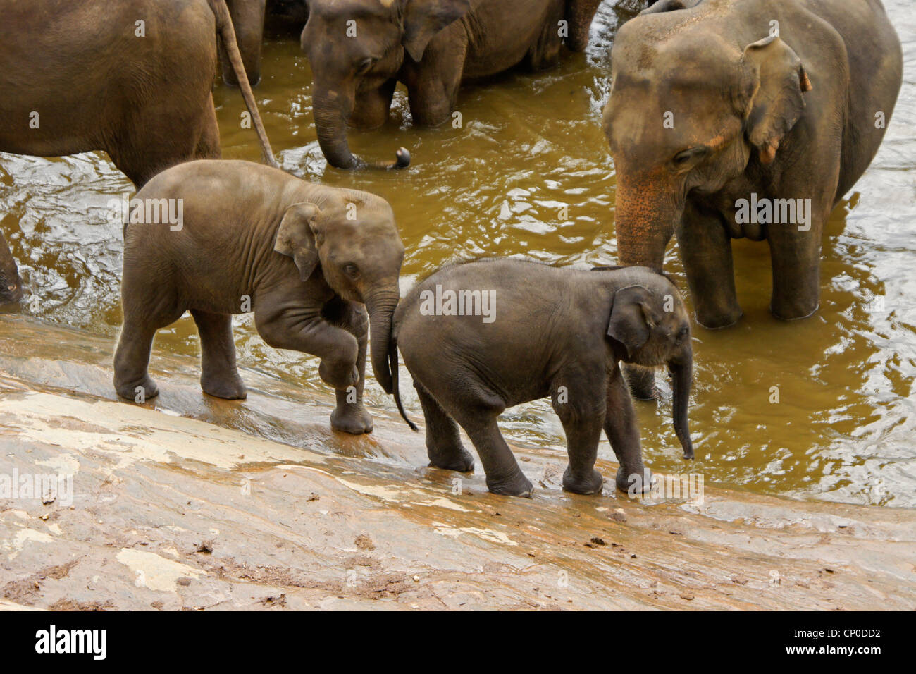 Elefante asiatico vitelli giocando, Pinnawala l'Orfanotrofio degli Elefanti, Kegalle, Sri Lanka Foto Stock
