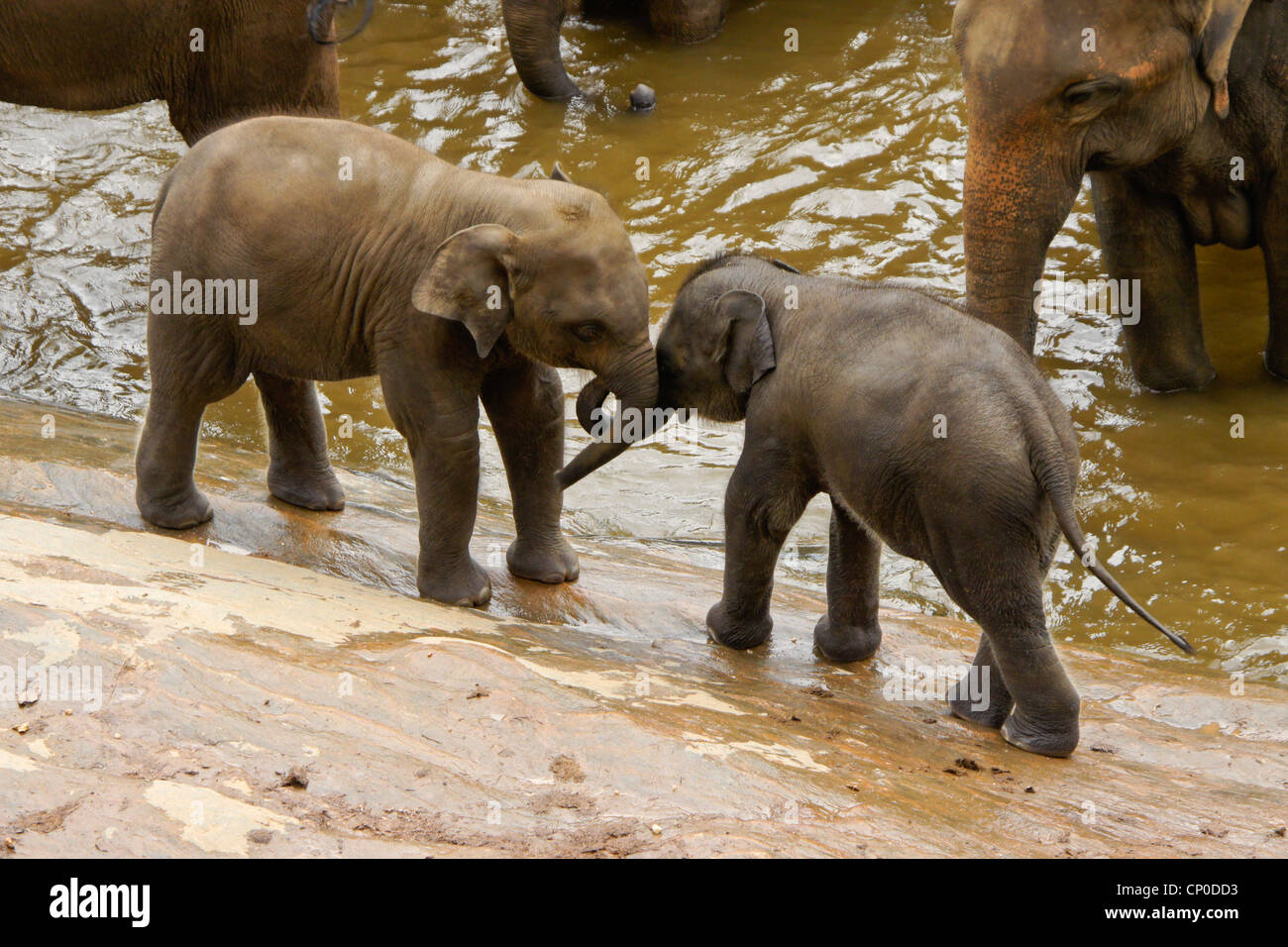 Elefante asiatico vitelli giocando, Pinnawala l'Orfanotrofio degli Elefanti, Kegalle, Sri Lanka Foto Stock