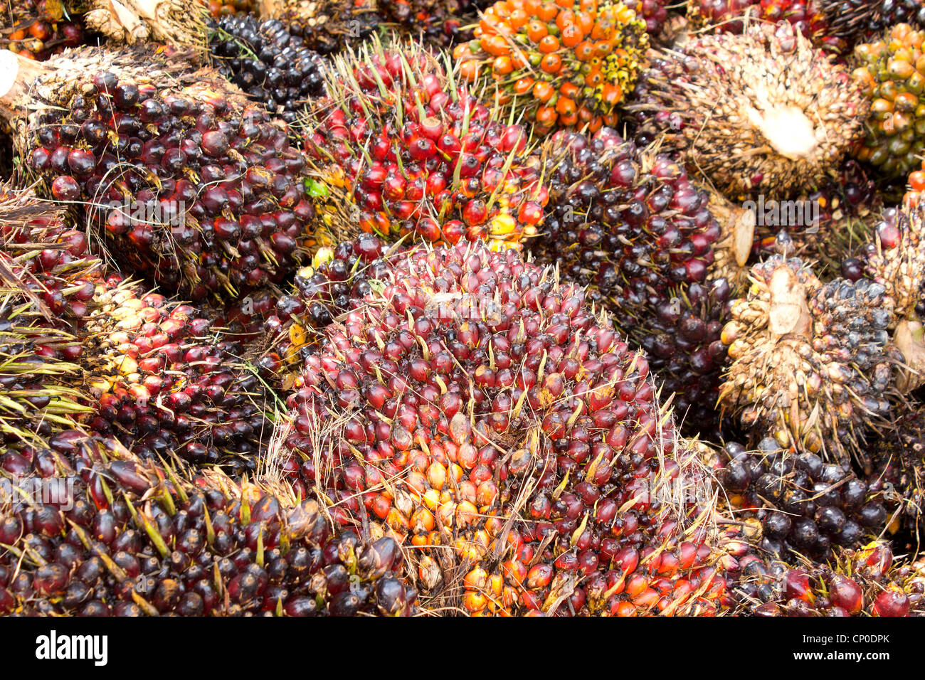 Sullo sfondo di un olio di palma frutti sul pavimento in Thailandia Foto Stock
