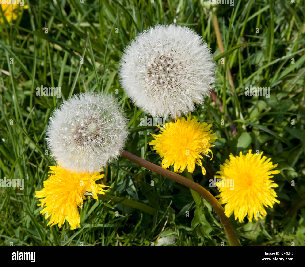 Il tarassaco orologi crescendo in campagna Foto Stock