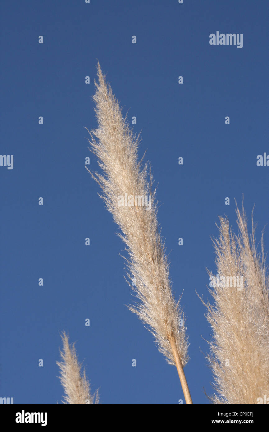 Erba di Pampa Foto Stock