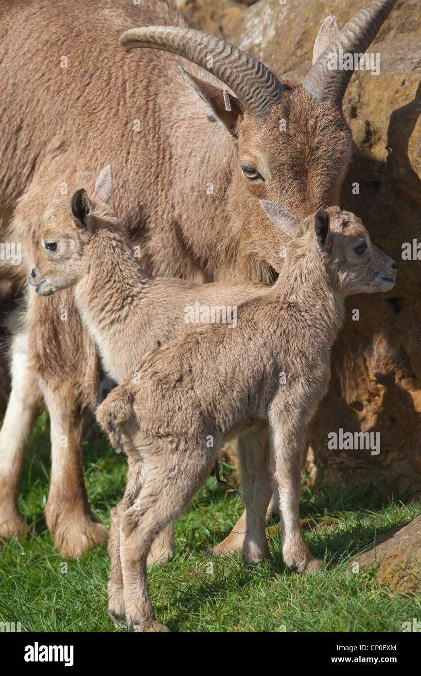 Mufloni o Aoudad (Ammotragus lervia).). Pecora o femmina con twin agnelli o giovani. Foto Stock