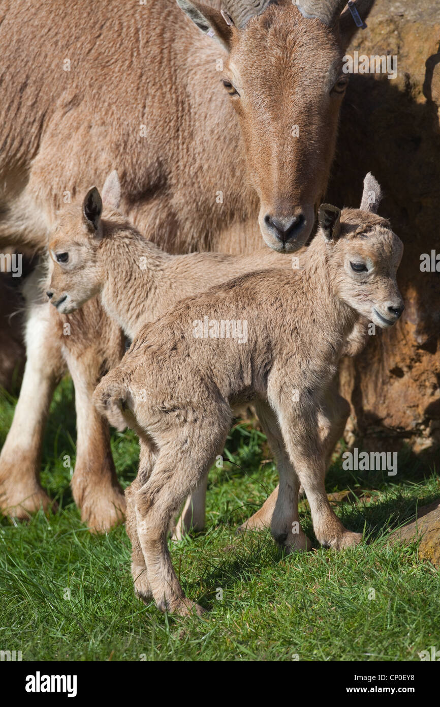 Mufloni o Aoudad (Ammotragus lervia).). Pecora o femmina con twin agnelli o giovani. Foto Stock