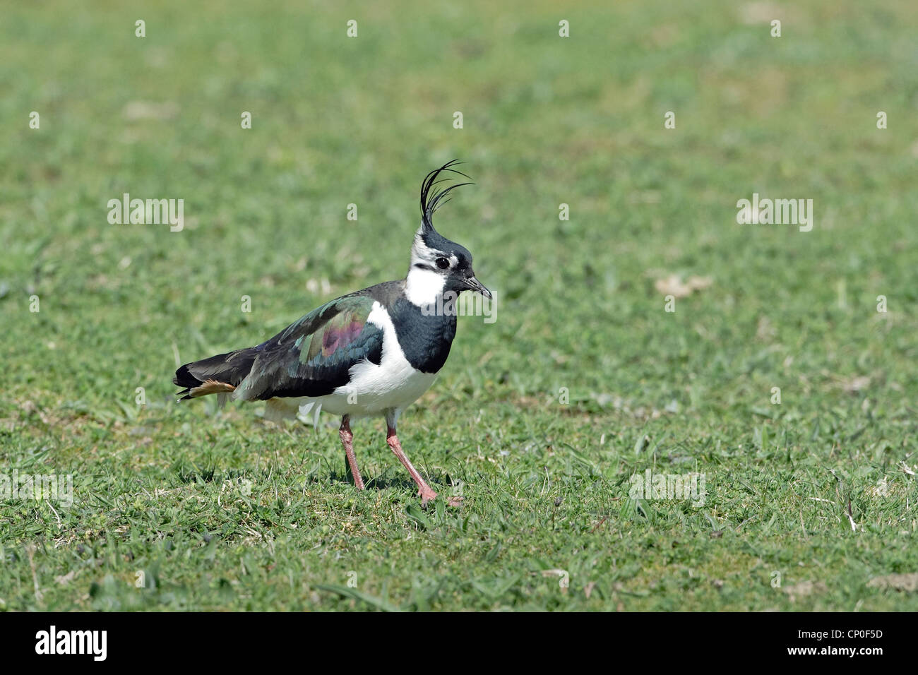 Un maschio (Pavoncella Vanellus vanellus) fotografato a Conwy RSPB riserva, il Galles del Nord. Foto Stock