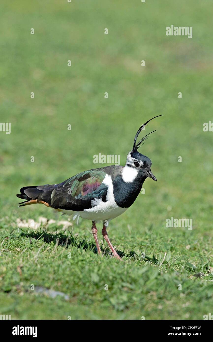 Un maschio di Pavoncella ( Vanellus vanellus) fotografato a Conwy RSPB riserva, il Galles del Nord. Foto Stock