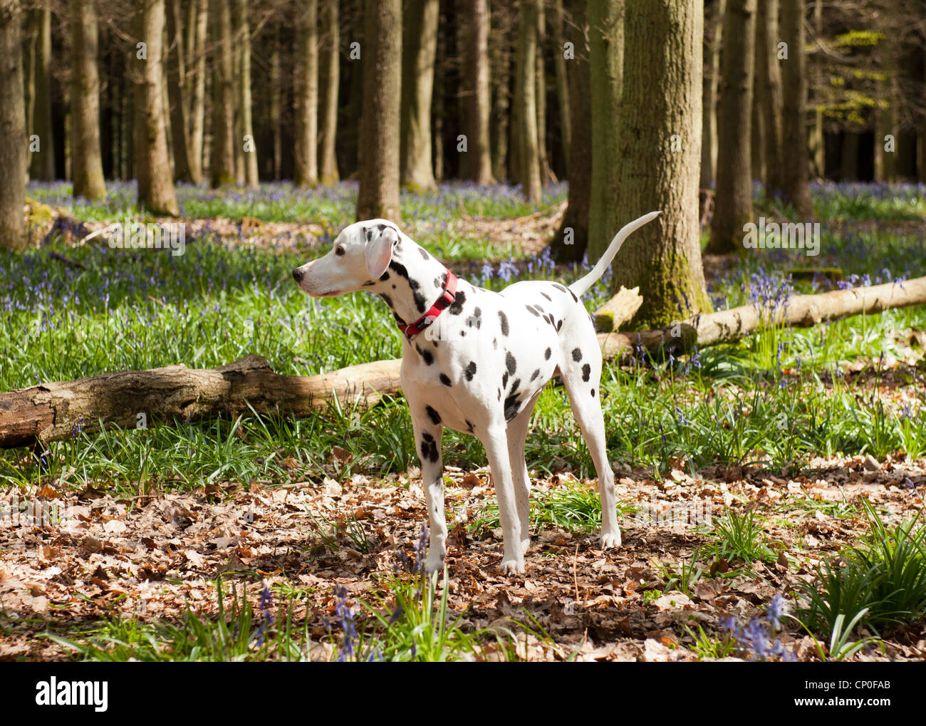 Cane dalmata in bluebell boschi Foto Stock