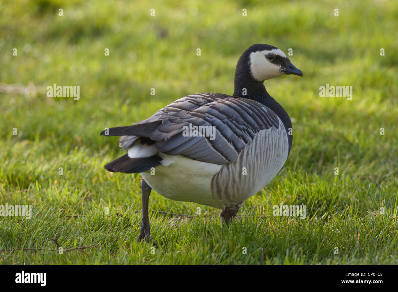 Barnacle Goose (Branta leucopsis). Rilassante; in appoggio con il peso su una gamba. Risposte domanda "Perché gli uccelli stare su una gamba sola?". Foto Stock