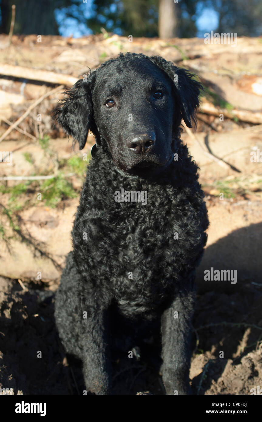 Curly rivestite retriever cucciolo Foto Stock