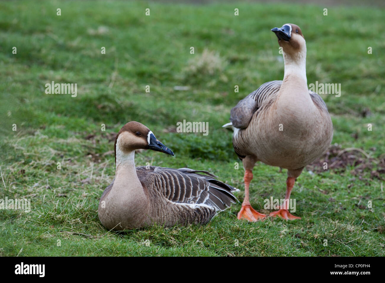 Swan Goose (Anser cygnoides). Progenitore selvatico di animali addomesticati quali "Chinese' e 'African' razze di oca. Foto Stock