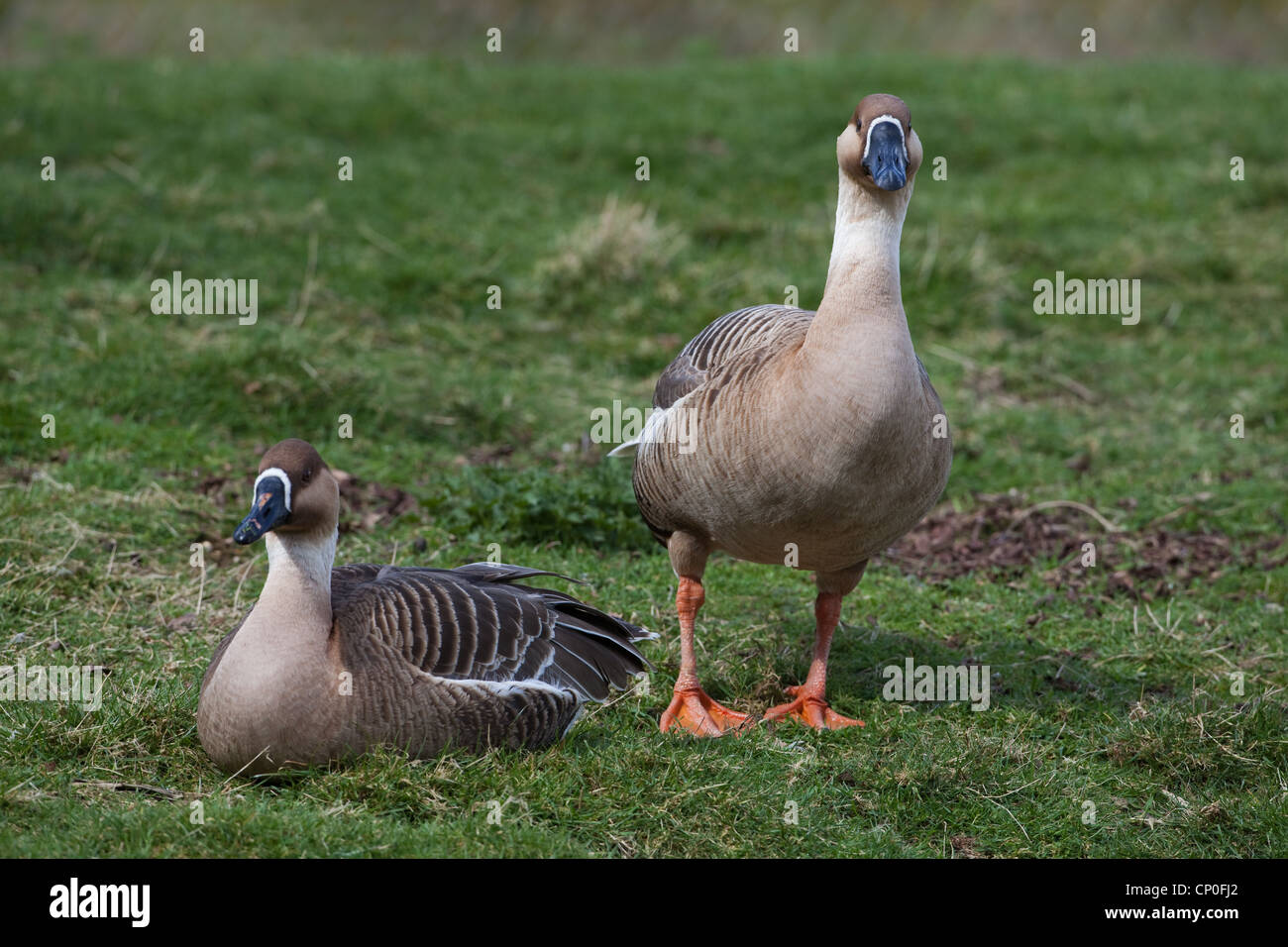 Swan oche (Anser cygnoides). Coppia. Specie progenitore selvatico di animali addomesticati quali "Chinese' e 'African' razze di oca. Foto Stock