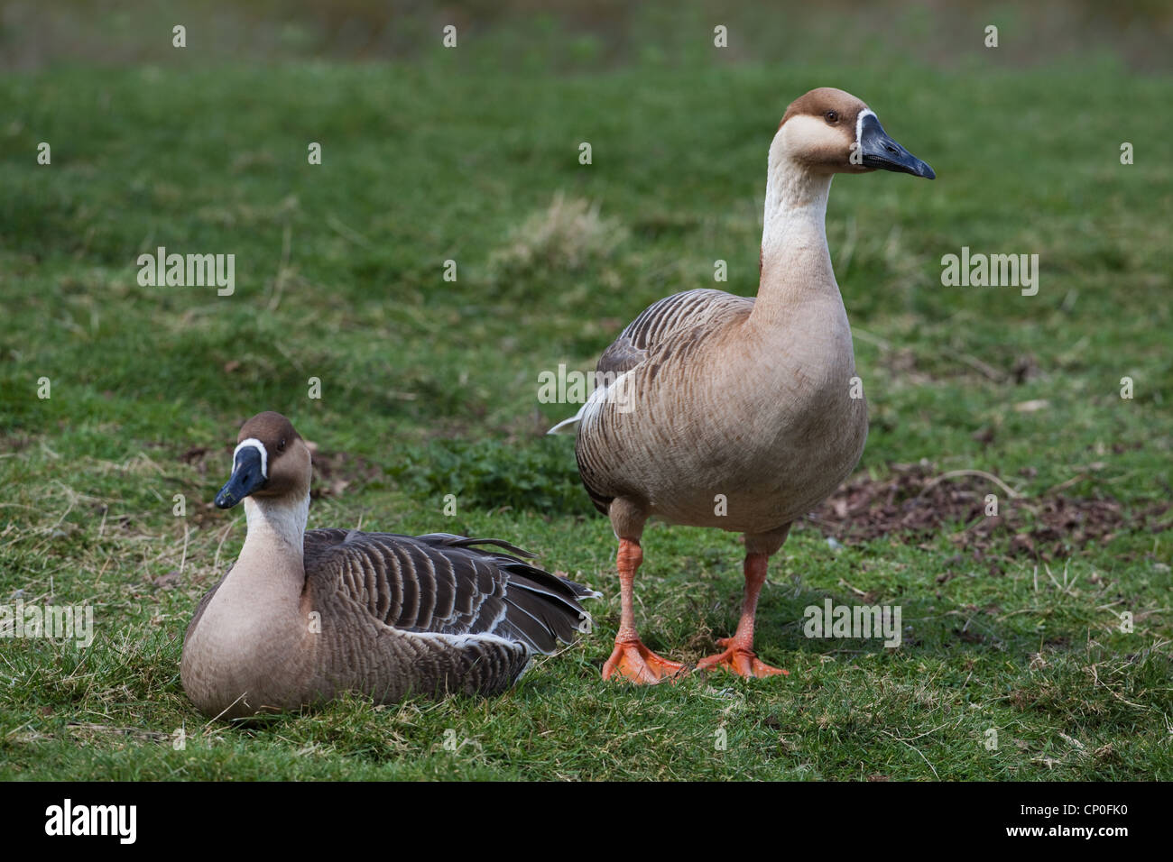 Swan oche (Anser cygnoides). Coppia. Specie progenitore selvatico di animali addomesticati quali "Chinese' e 'African' razze di oca. Foto Stock