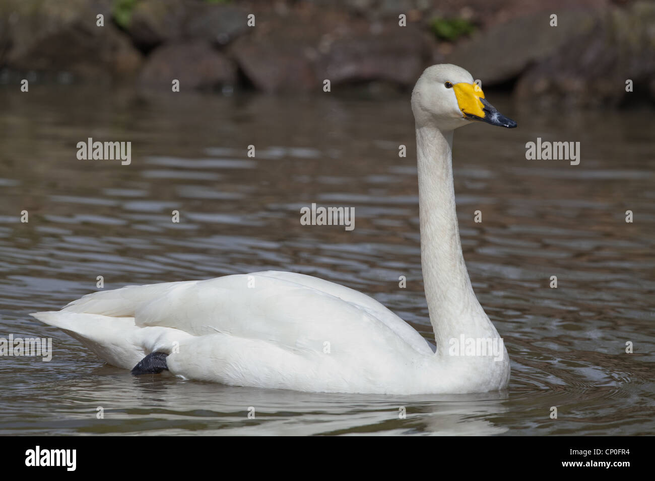 Whooper Swan (Cygnus cygnus cygnus). Sulla piscina di acqua. Foto Stock