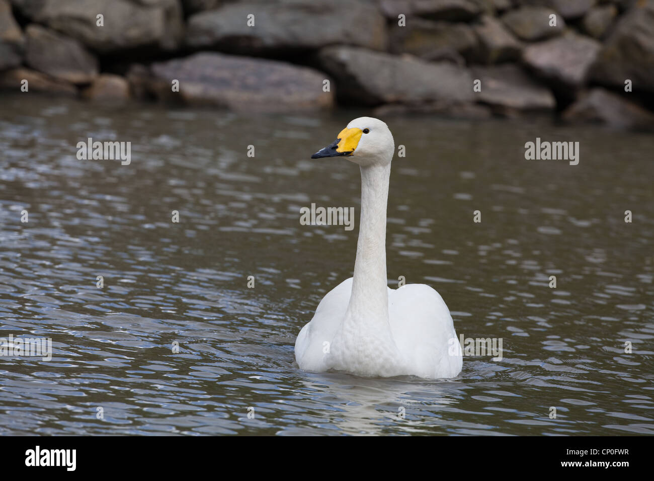 Whooper Swan (Cygnus cygnus cygnus). Sulla piscina di acqua. Foto Stock