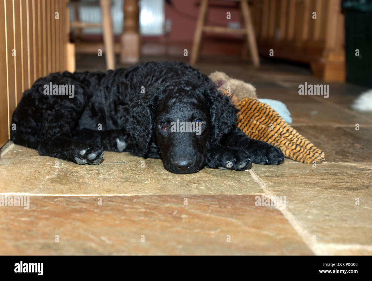 Curly rivestite retriever Foto Stock