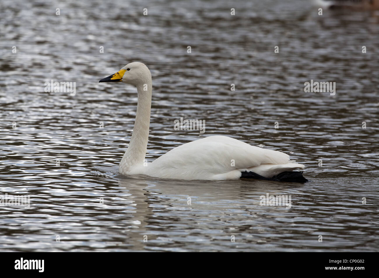 Whooper Swan (Cygnus cygnus). Sulla piscina di acqua. Foto Stock