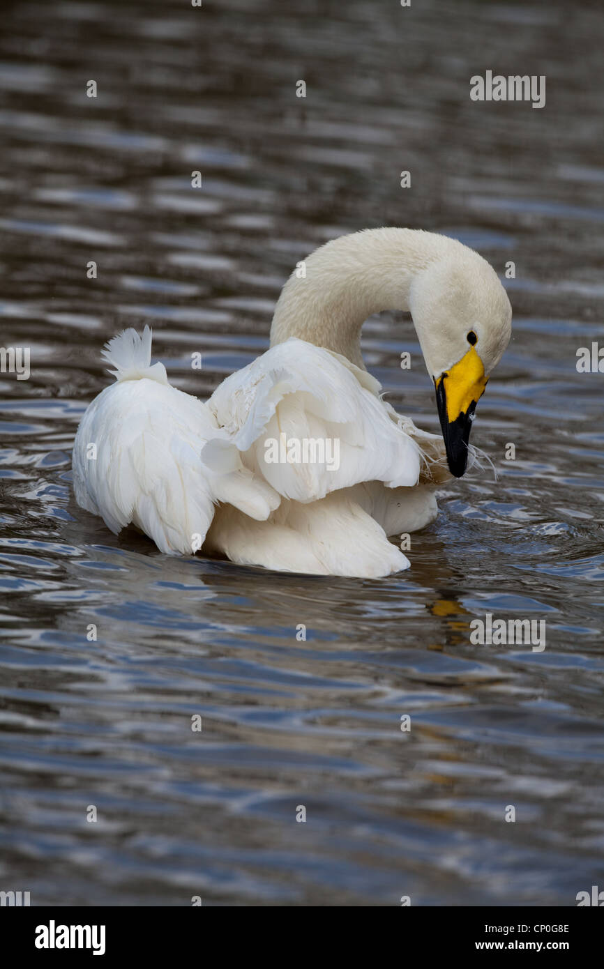 Whooper Swan (Cygnus cygnus). Preening dopo la balneazione. Foto Stock