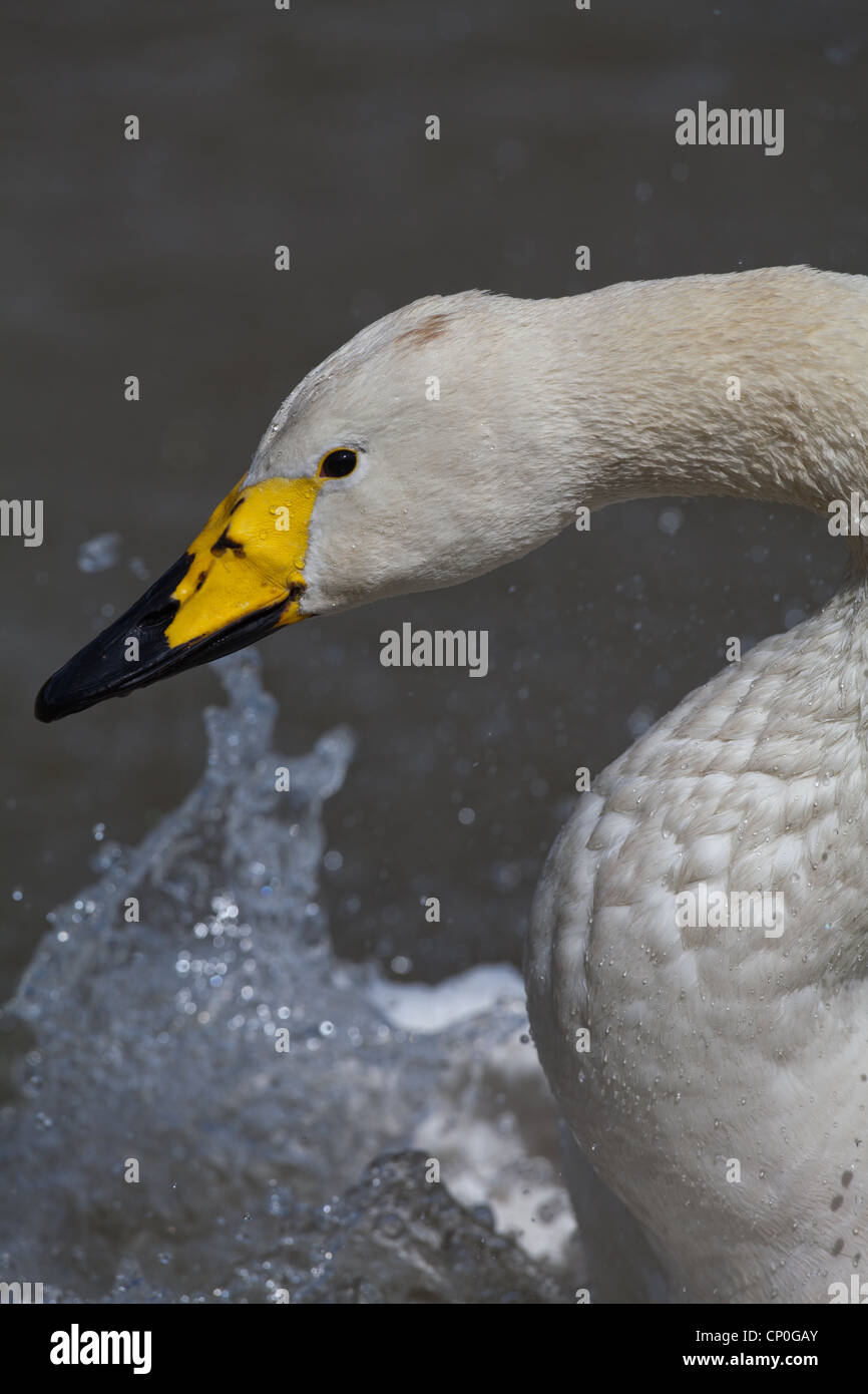 Whooper Swan (Cygnus cygnus). La balneazione. Foto Stock