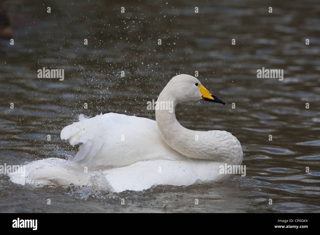 Whooper Swan (Cygnus cygnus). La balneazione. Foto Stock