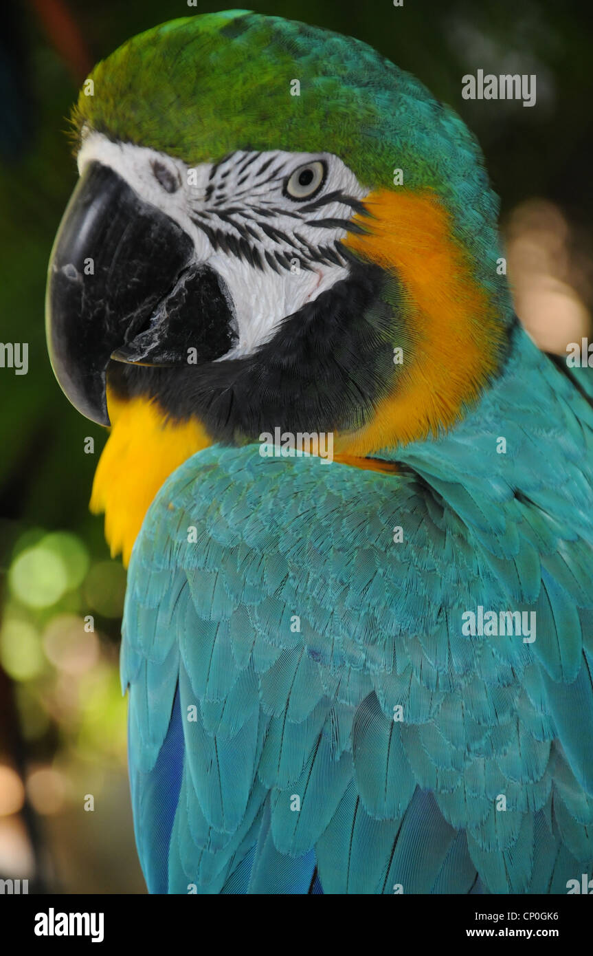 Pappagallo uccelli nei Caraibi blu di un colore giallo verde Foto Stock