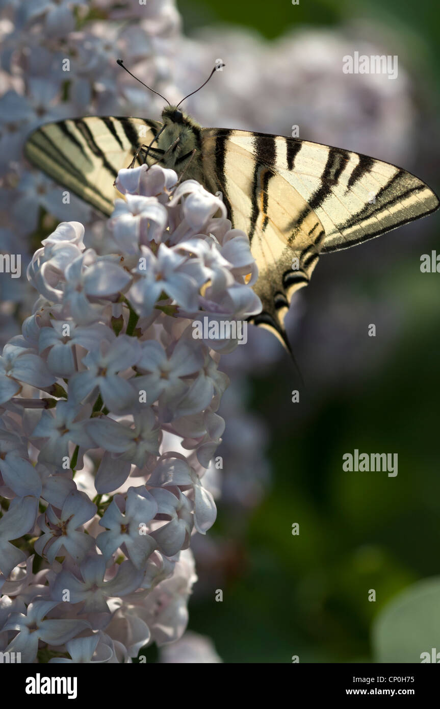 Una farfalla a coda di rondine su un fiore lilla Foto Stock