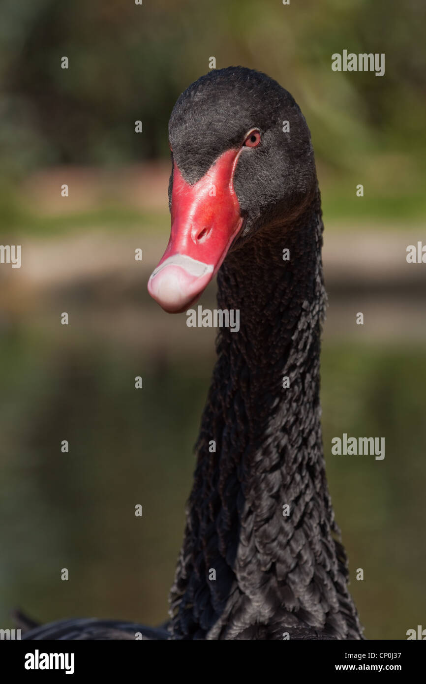 Black Swan (Cygnus atratus). Nativo di Australia. Introdotta per la Nuova Zelanda. Foto Stock