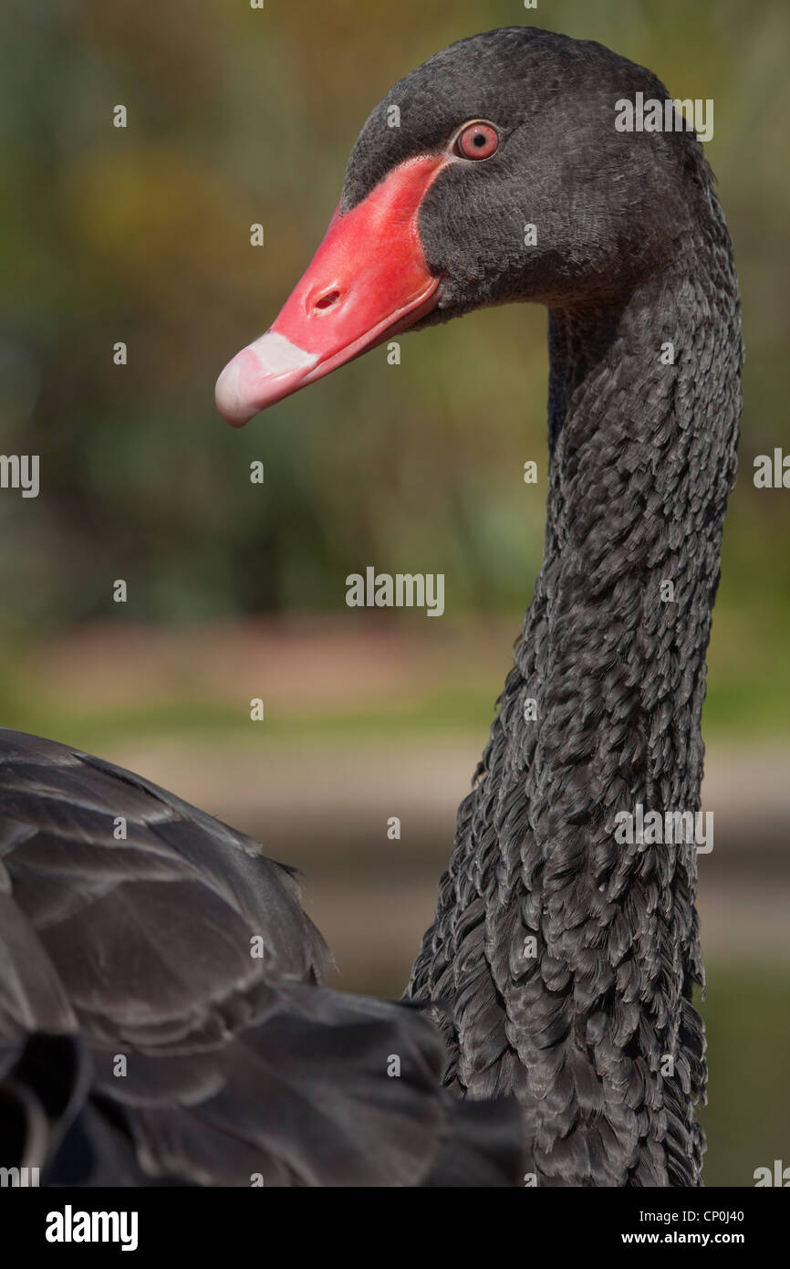 Black Swan (Cygnus atratus). Nativo di Australia, compresa la Tasmania. Introdotta per la Nuova Zelanda. London Wetland Centre, WWT. Foto Stock