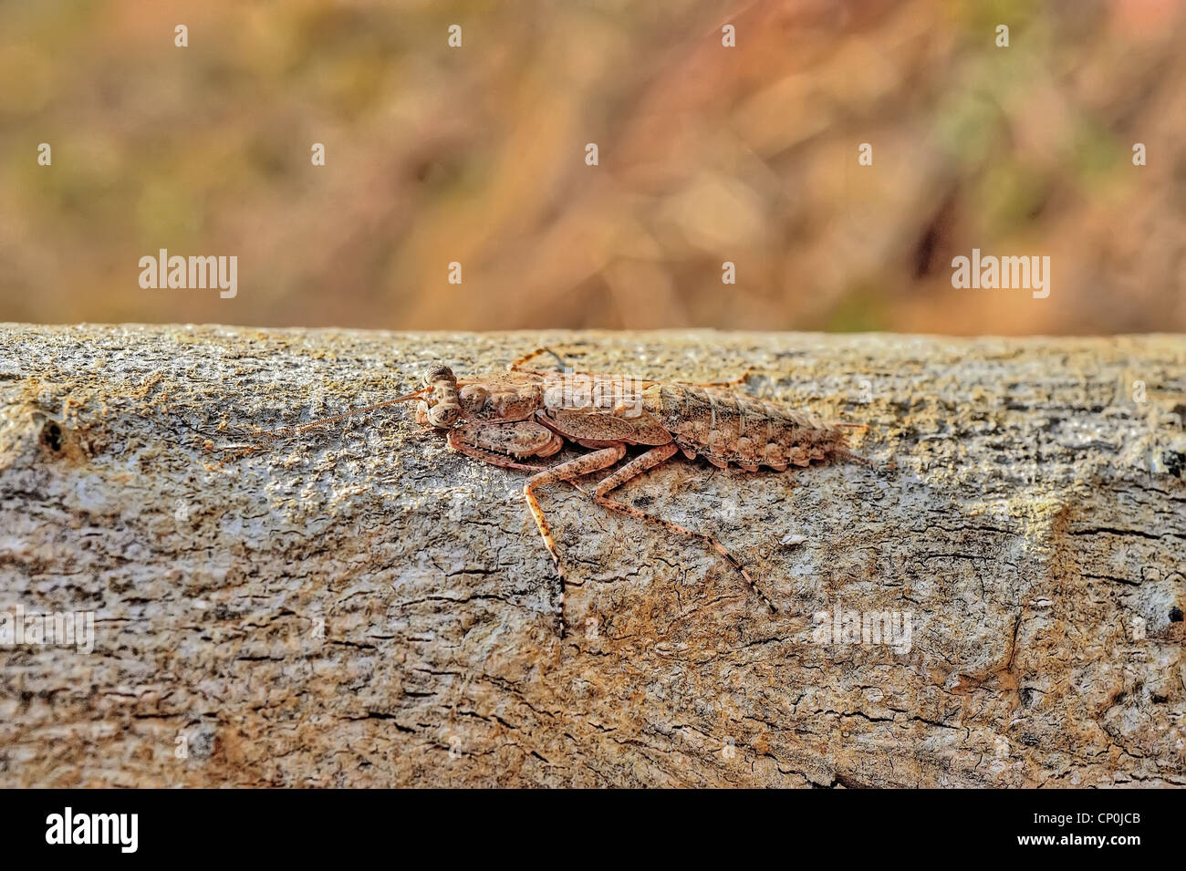 Mantis. Mantodea (o mantises) è un ordine di insetti che contiene circa 2.200 specie in 15 famiglie. Foto Stock