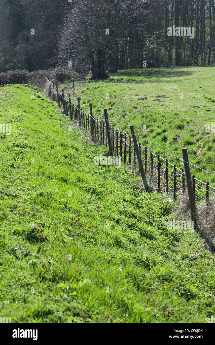 Ha-Ha; nascosta linea di recinzione in un fossato asciutto. Hethersett, Norfolk. Offre vista ininterrotta attraverso il paesaggio di bestiame bovini. Foto Stock