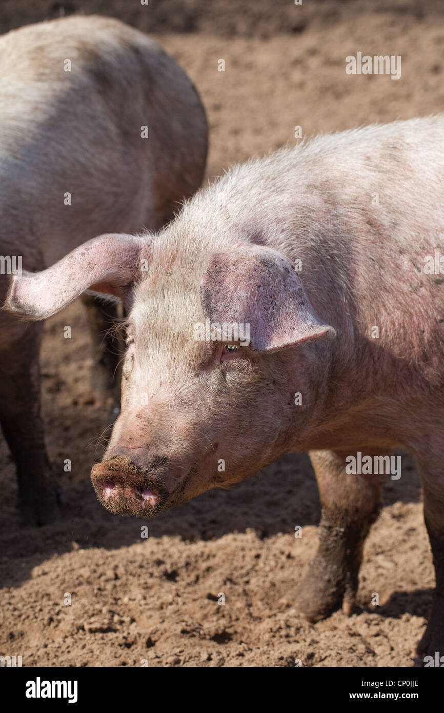 Suini domestici (Sus scrofa). Free range penna. Ritratto. Norfolk. Foto Stock