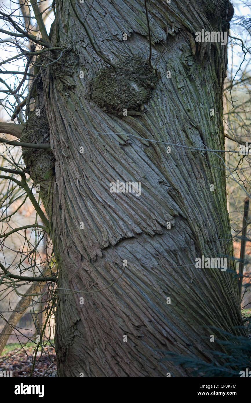 Dolce Castagno (Castanea sativa). Il tronco di un vivere albero maturo che illustra fessure a spirale. Sussex. Foto Stock