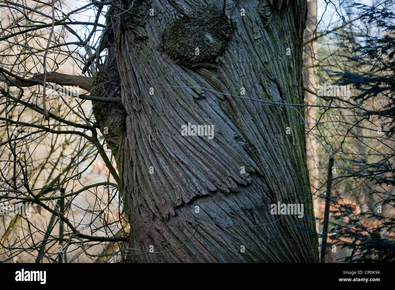 Dolce Castagno (Castanea sativa). Il tronco di un vivere albero maturo che illustra fessure a spirale. Sussex. Foto Stock
