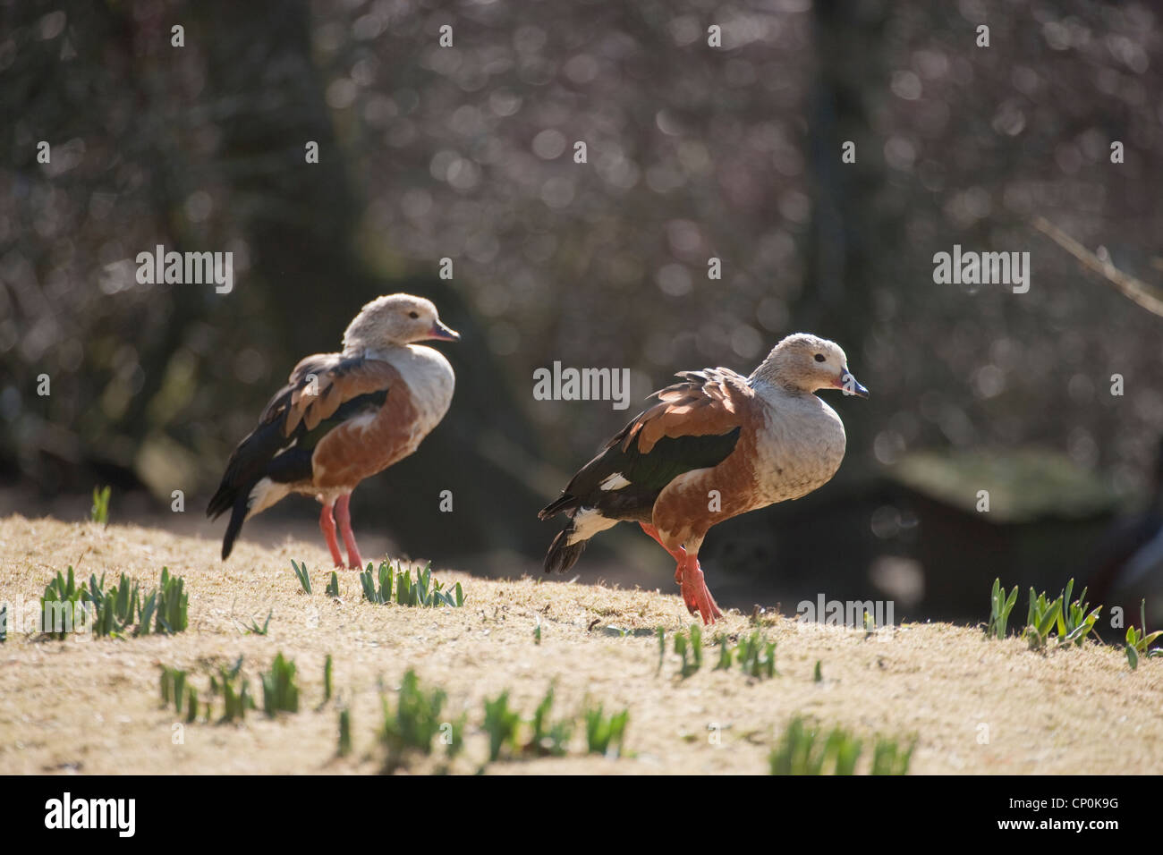Oche Orinoco (Neochen jubatus). Coppia. Nativo di bacini del Orinoco e l'Amazzonia, Sud America. Foto Stock