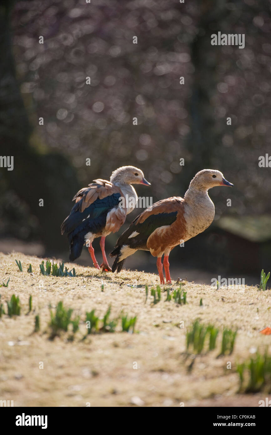 Oche Orinoco (Neochen jubatus). Coppia. Nativo di bacini del Orinoco e l'Amazzonia, Sud America. Foto Stock