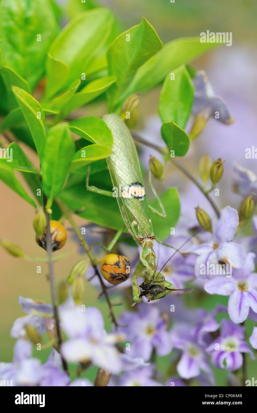 Mantis. Mantodea (o mantises) è un ordine di insetti che contiene circa 2.200 specie in 15 famiglie. Foto Stock