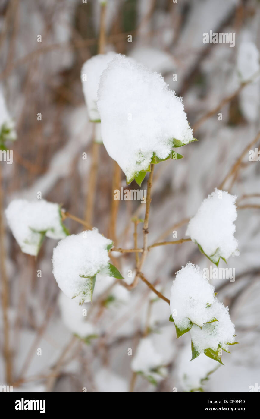 Dettaglio della coperta di neve foglie verdi di una bussola di Lilla (Syringa vulgaris) in inverno, Livingston, Montana, USA Foto Stock