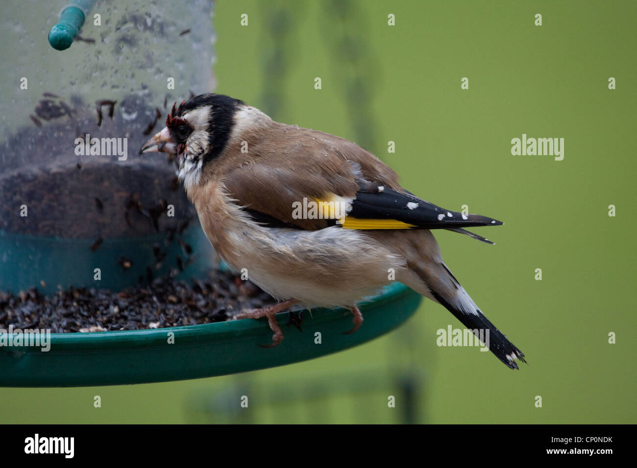 Cardellino su un niger alimentatore di sementi sotto la pioggia Foto Stock