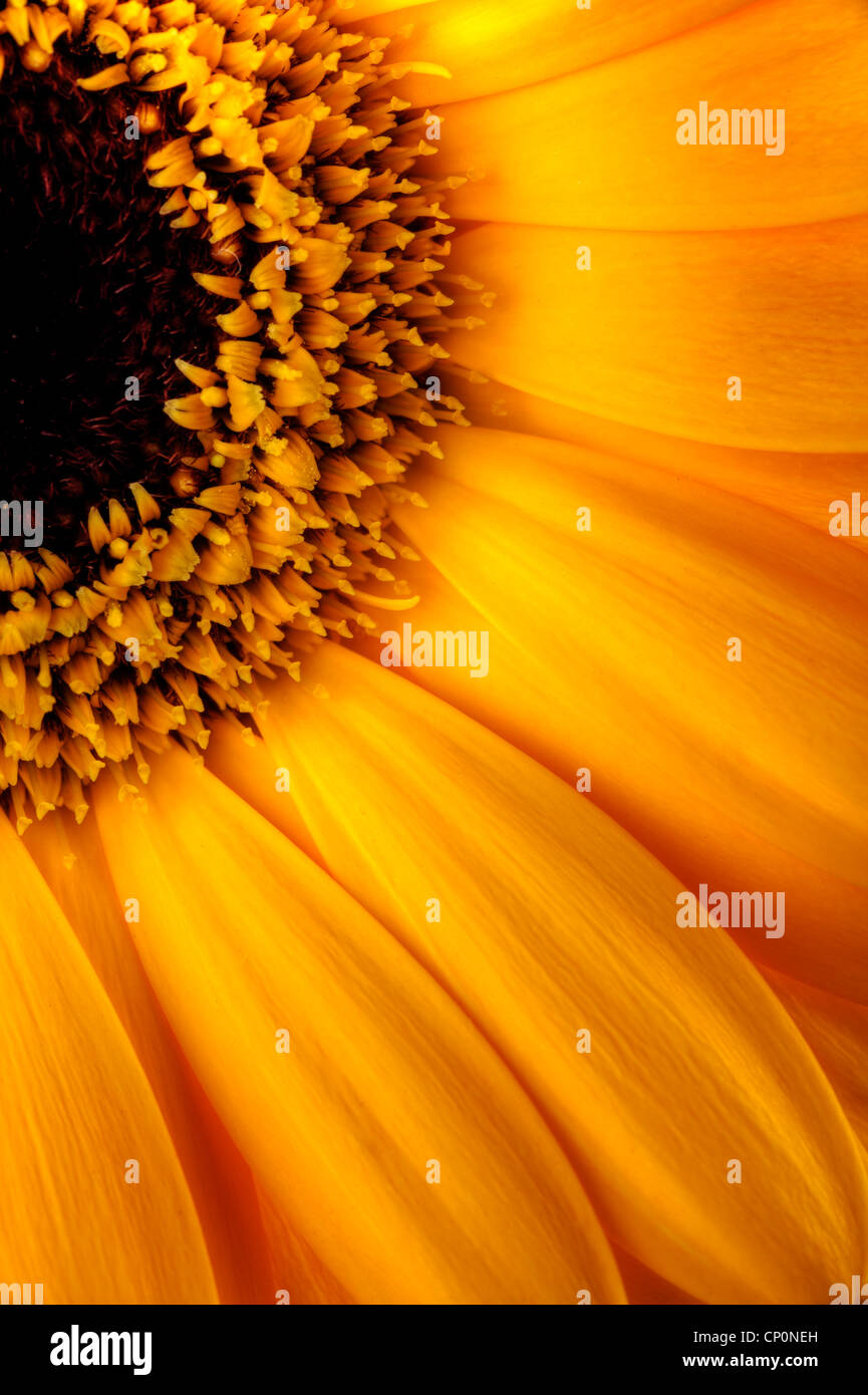Close up di un Sole fiore Foto Stock