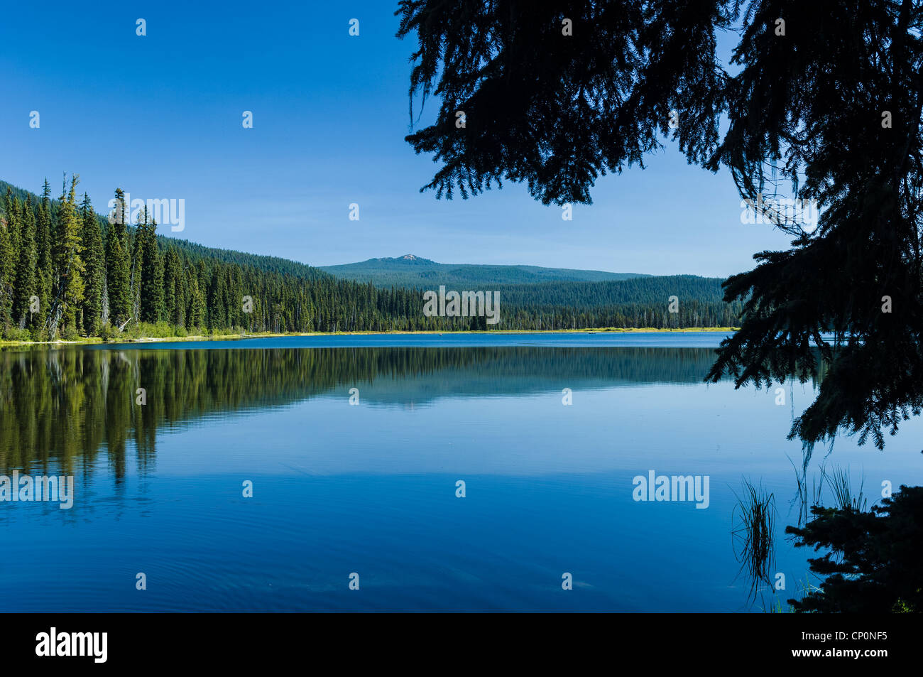 Charlton Lago, Deschutes National Forest, Cascade Mountains, Oregon. Foto Stock