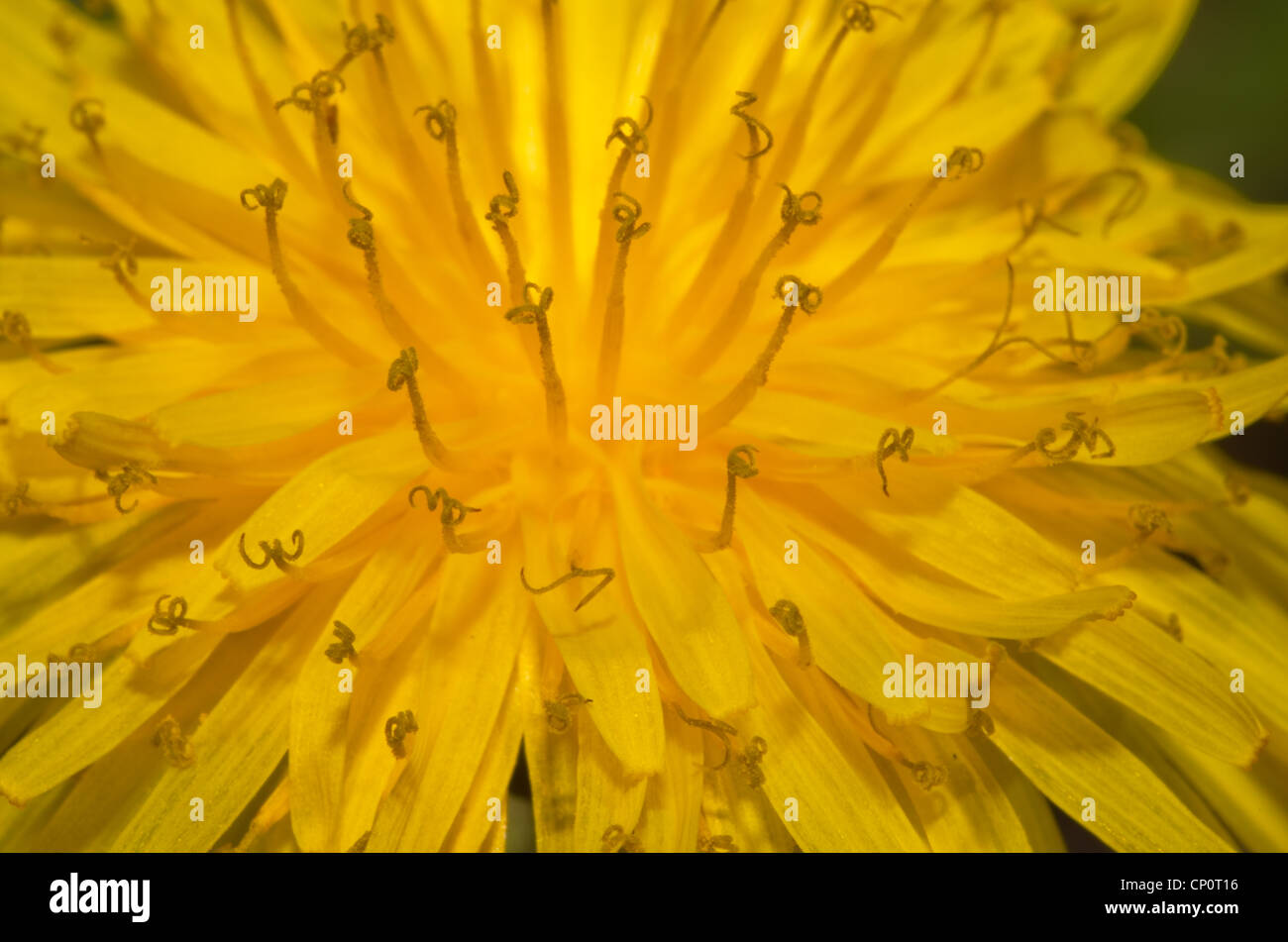 Immagine macro di un giallo fiore di dente di leone Foto Stock