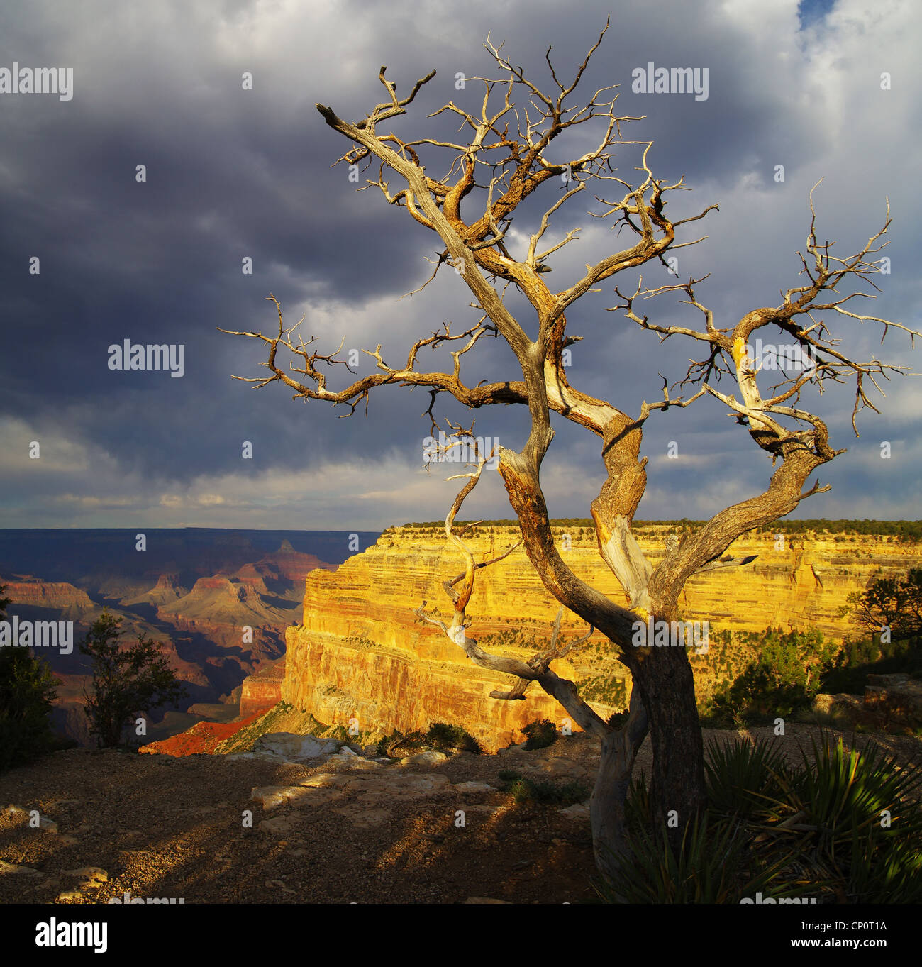 Dead pine tree sul bordo Sud del Grand Canyon vicino al punto di Mohave Foto Stock