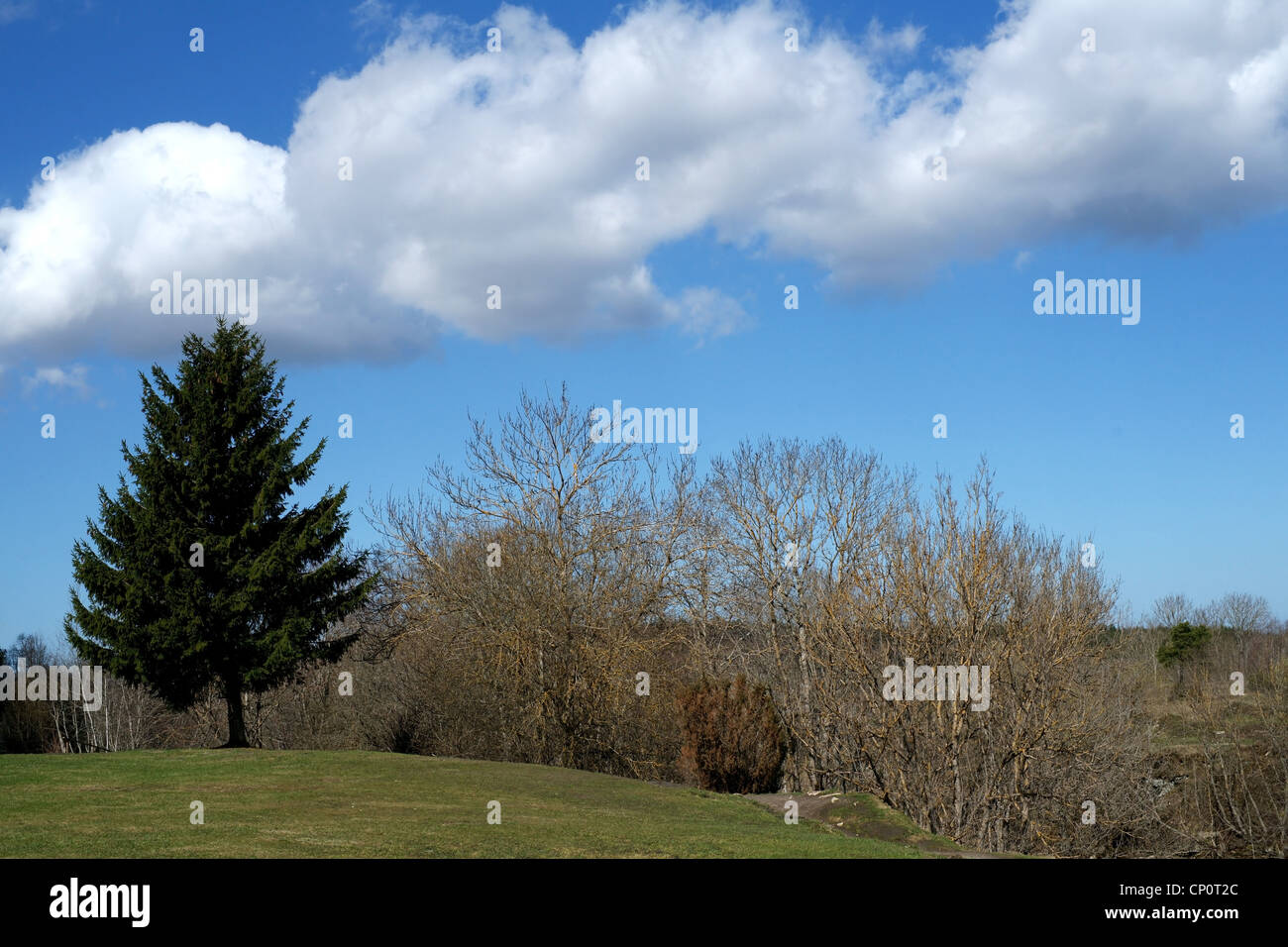 Alberi su uno sfondo di cielo blu e nuvole Foto Stock