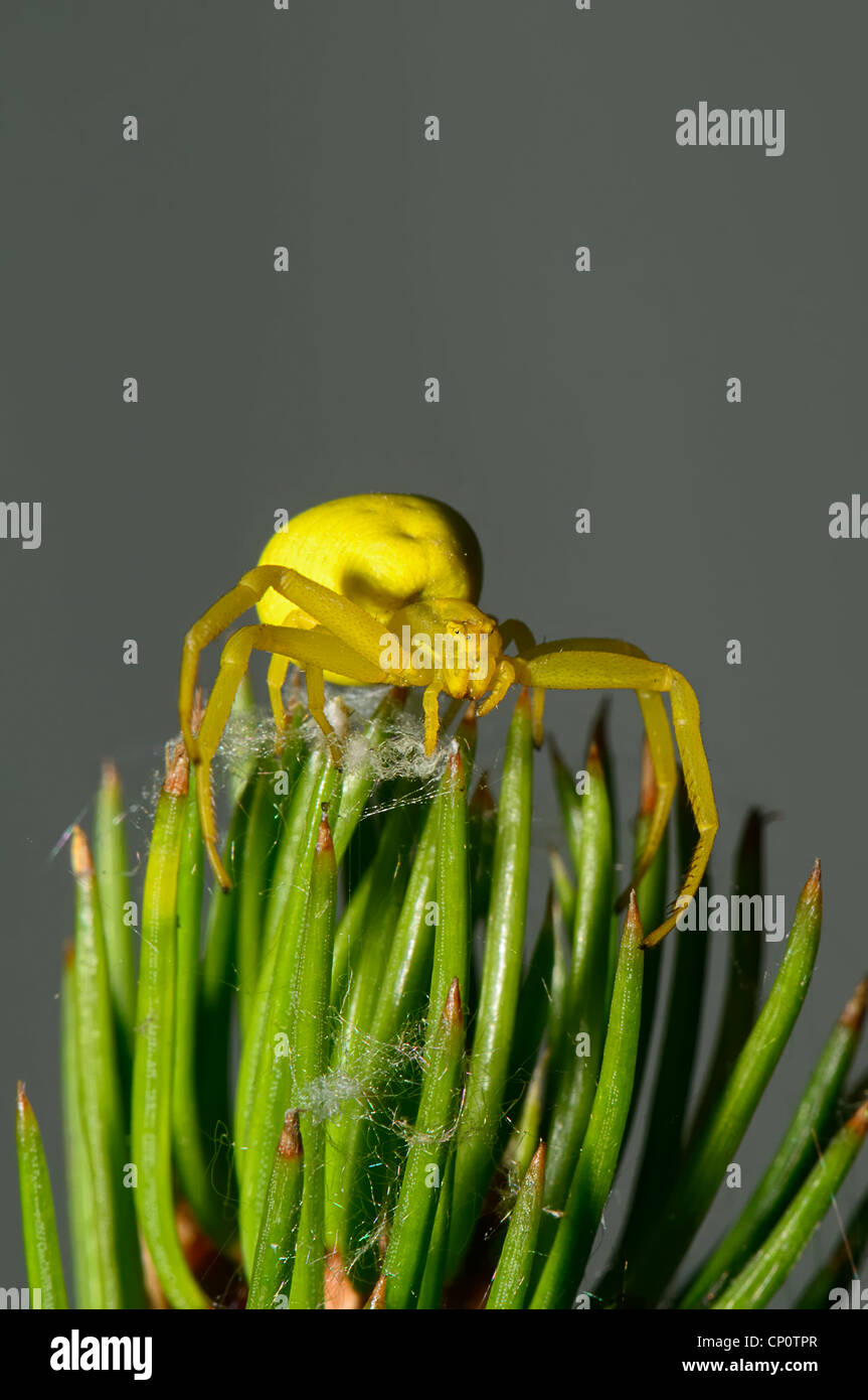 Il ragno seduta su un ramo di pino Foto Stock