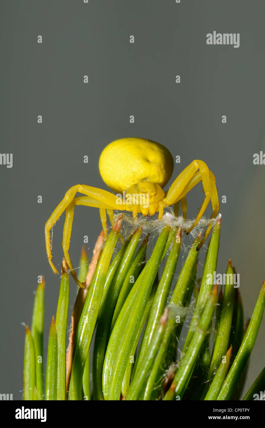 Il ragno seduta su un ramo di pino Foto Stock
