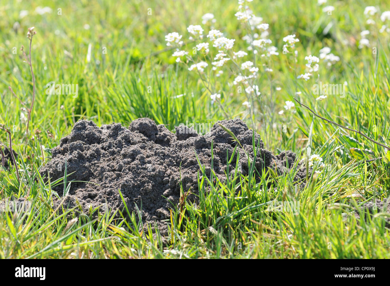 Mole hill sull'erba Foto Stock