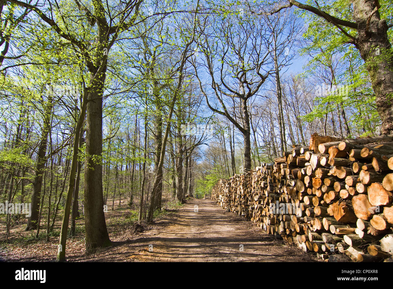 Taglio di legno - Foresta di Fausses Reposes vicino a Parigi - Francia Foto Stock