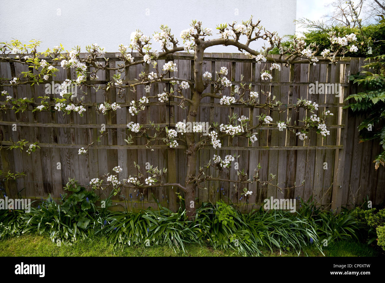Spalliera pear tree contro una recinzione in primavera, REGNO UNITO Foto Stock