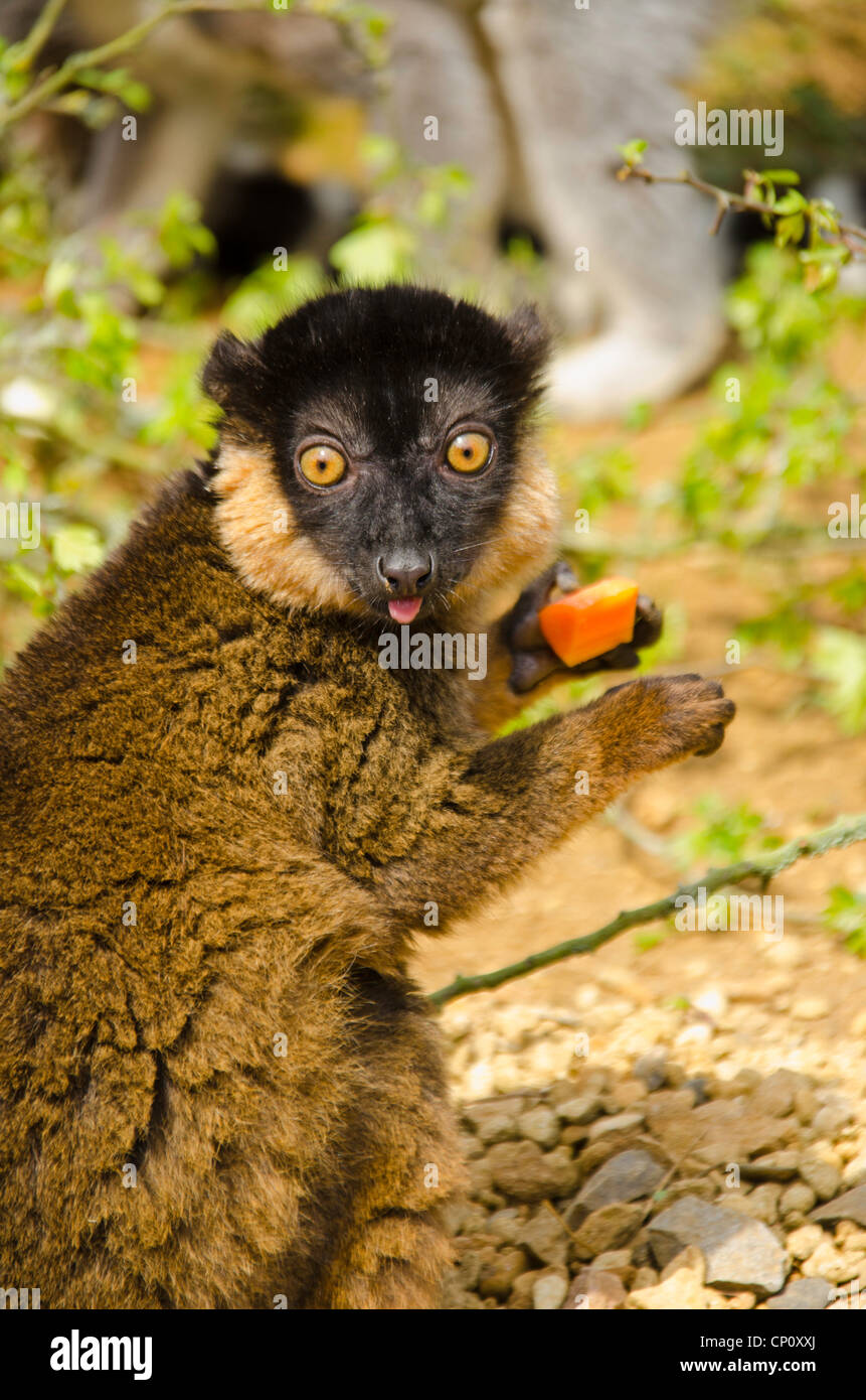 Bianco-collare lemure marrone (il Eulemur fulvus) tempo di alimentazione al Cotswold Wildlife Park Burford Oxfordshire Foto Stock